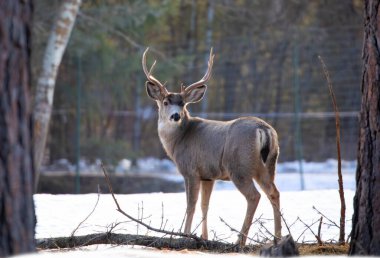 Katır geyiği geyiği (Odocoileus hemionus) Montana, ABD 'de kış çayırlarında yürüyor.