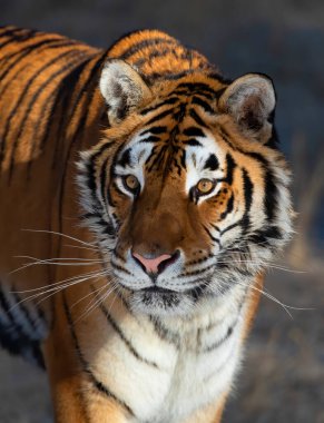 ABD 'nin Montana kentinde Sibirya Kaplanı (Panthera tigris altaica) portresi