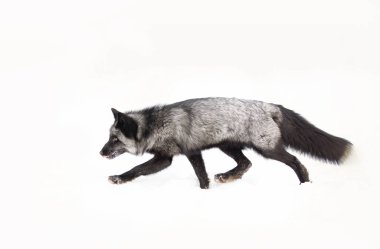 Gümüş Tilki (Vulpes vulpes) Montana, ABD 'de karda koşan melanistik bir kızıl tilki türüdür.