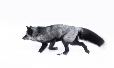 Gümüş Tilki (Vulpes vulpes) Montana, ABD 'de karda koşan melanistik bir kızıl tilki türüdür.