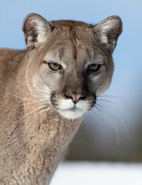 Puma León Montaña Puma Concolor Primer Plano Nieve Invierno Montana —  Fotos de Stock