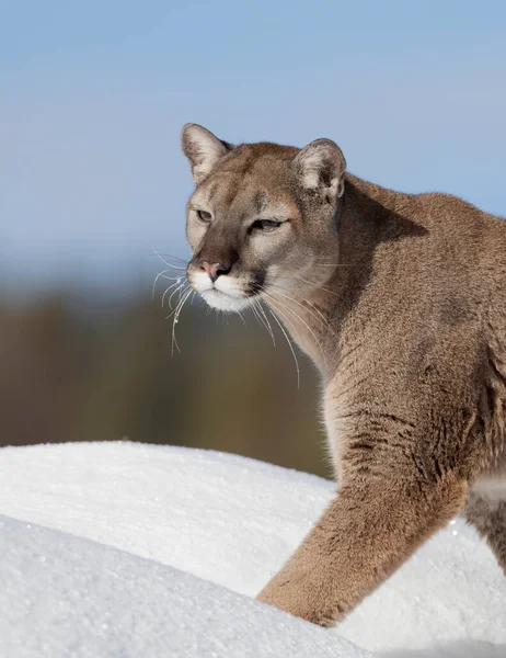 Cougar Nebo Mountain Lion Puma Concolor Detailní Záběr Zimním Sněhu — Stock fotografie