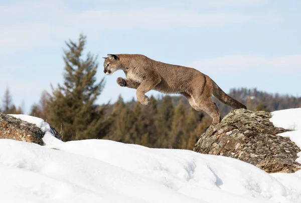 Puma Puma Puma Concolor Saltando Una Roca Otra Nieve Invernal —  Fotos de Stock