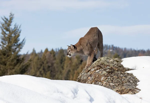 Puma Puma Puma Concolor Saltando Una Roca Otra Nieve Invernal — Foto de Stock