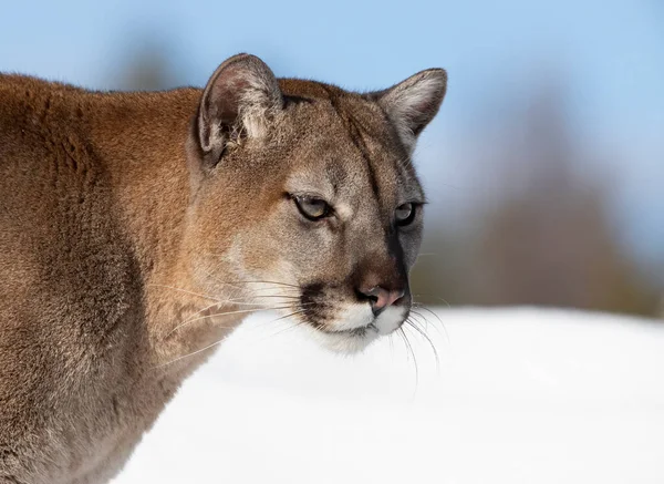 Cougar Nebo Mountain Lion Puma Concolor Detailní Záběr Zimním Sněhu — Stock fotografie