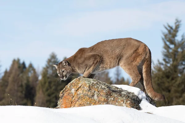 Cougar Nebo Mountain Lion Puma Concolor Procházky Zimním Sněhu Montaně — Stock fotografie