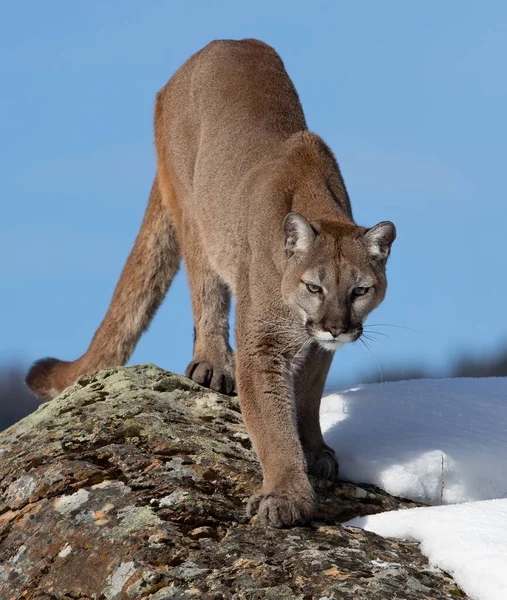 Cougar Nebo Mountain Lion Puma Concolor Procházky Zimním Sněhu Montaně — Stock fotografie