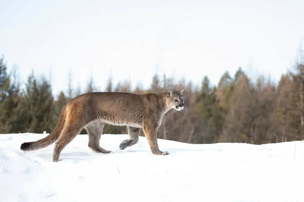 Puma León Montaña Puma Concolor Caminando Nieve Invierno Montana — Foto de Stock