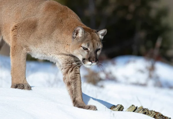 Puma León Montaña Puma Concolor Caminando Nieve Invierno Montana —  Fotos de Stock