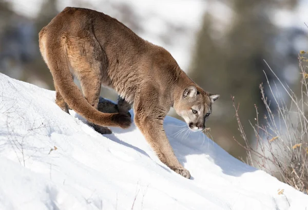 Cougar or Mountain lion (Puma concolor) walking in the winter snow in Montana, USA