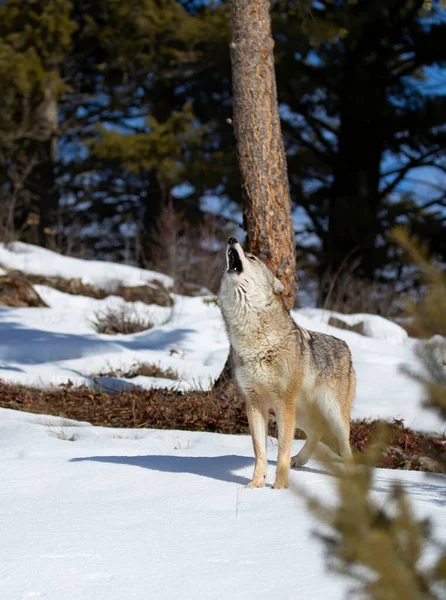 Coyote Solitario Canis Latrans Aullando Nieve Invernal Montana — Foto de Stock