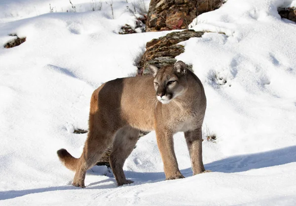 Cougar Mountain Lion Puma Concolor Wandelen Winter Sneeuw Montana Verenigde — Stockfoto