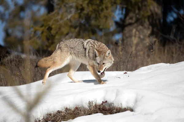 Ein Einsamer Kojote Canis Latrans Beim Wandern Und Jagen Winterschnee — Stockfoto