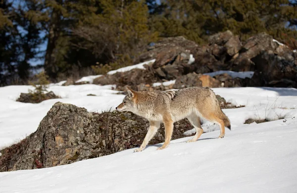 Ein Einsamer Kojote Canis Latrans Beim Wandern Und Jagen Winterschnee — Stockfoto