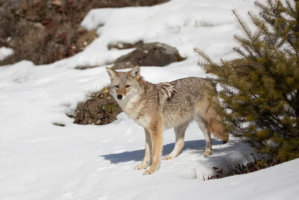 Coyote Solitario Canis Latrans Che Cammina Caccia Nella Neve Invernale — Foto Stock