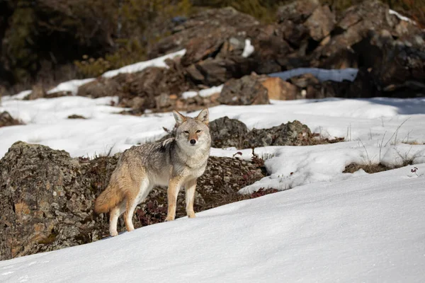 몬태나주의 겨울눈 속에서 사냥하는 코요테 Canis Latrans — 스톡 사진