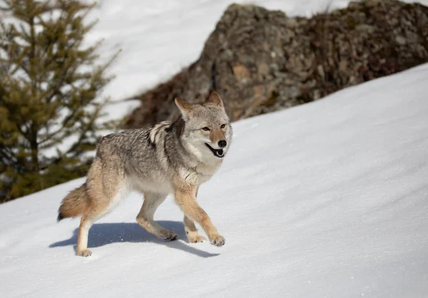 Coyote Solitario Canis Latrans Che Cammina Caccia Nella Neve Invernale — Foto Stock