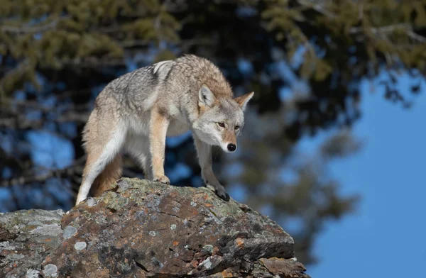 Lone Coyote Canis Latrans Standing Rocky Cliff Hunting Winter Snow — Stock Photo, Image