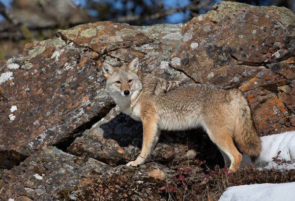 Coyote Solitario Canis Latrans Piedi Una Scogliera Rocciosa Caccia Nella — Foto Stock