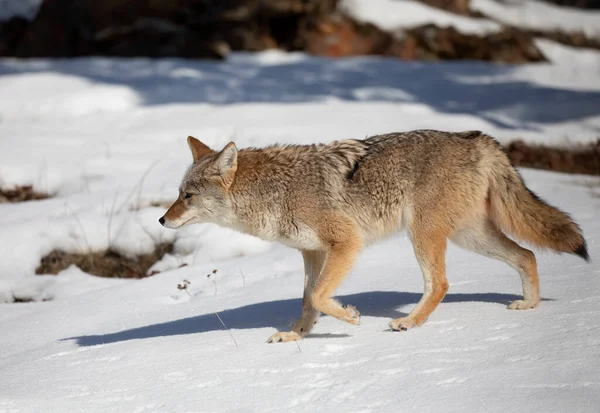 Coiote Solitário Canis Latrans Caminhando Caçando Neve Inverno Montana Eua — Fotografia de Stock