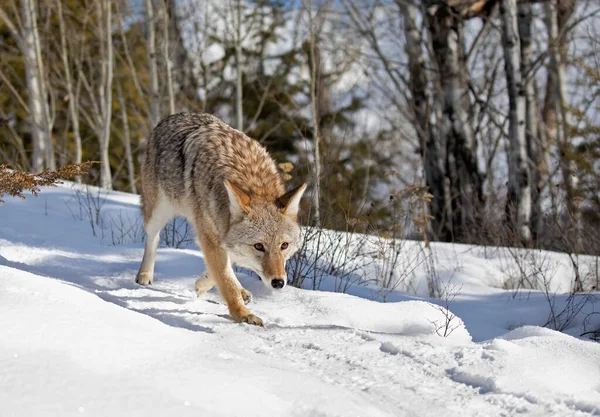 Lone Coyote Canis Latrans Walking Hunting Winter Snow Montana Usa — Stock Photo, Image