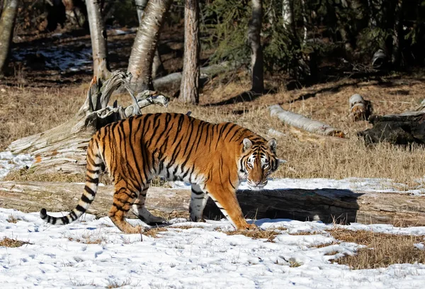 Tygrys Syberyjski Panthera Tigris Altaica Spacerujący Śniegu Zimowym Montanie Usa — Zdjęcie stockowe