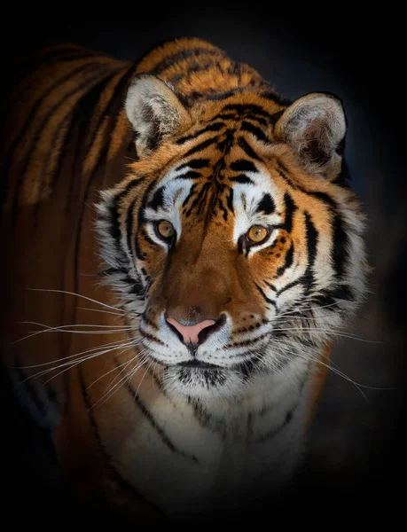 Portret Syberyjskiego Tygrysa Panthera Tigris Altaica Montanie Usa — Zdjęcie stockowe