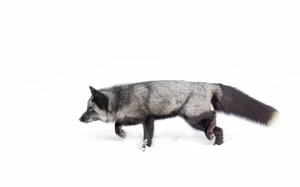 Vulpes Vulpes 是美国蒙大拿州雪地上奔跑的红狐的一种黑色形式 — 图库照片