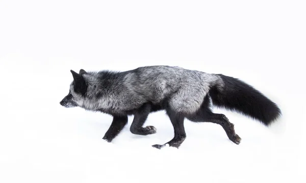 Renard Argenté Vulpes Vulpes Une Forme Mélanique Renard Roux Courant — Photo