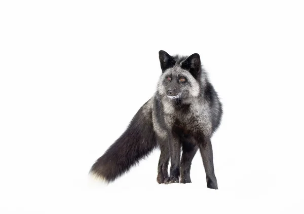 Silver Fox Vulpes Vulpes Melanistic Form Red Fox Standing Snow — Stock Photo, Image