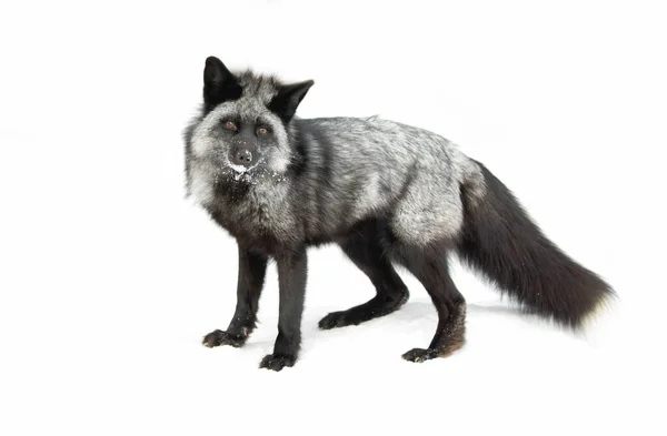 アメリカ モンタナ州の雪の中に立つ赤い狐のメラニックな形の銀狐 — ストック写真