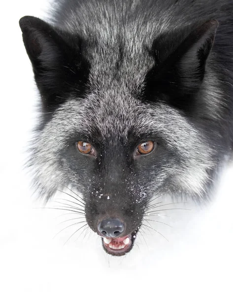 Silberfuchs Vulpes Vulpes Porträt Eine Melanistische Form Des Rotfuchses Schnee — Stockfoto