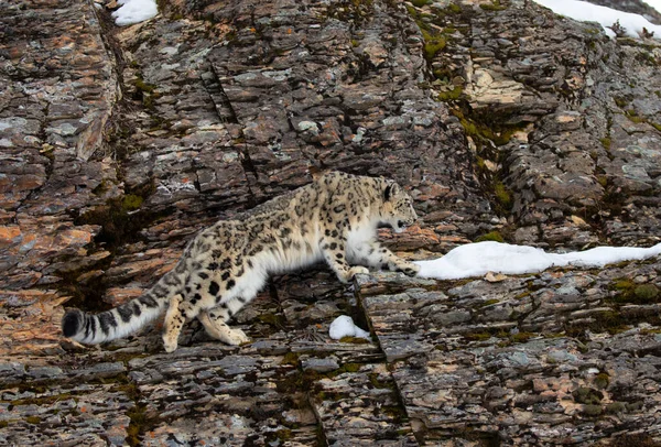 Sneeuwluipaard Panthera Uncia Wandelen Een Met Sneeuw Bedekte Rotsachtige Klif — Stockfoto