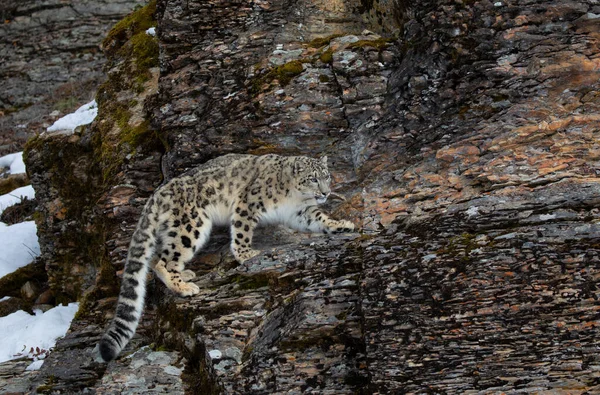 Leopardo Nieve Panthera Uncia Caminando Sobre Acantilado Rocoso Cubierto Nieve — Foto de Stock
