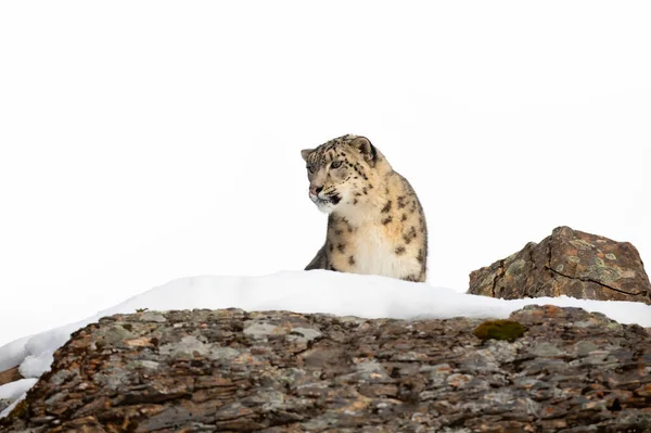 美国蒙大拿州冬天 雪豹在覆盖着岩石的悬崖上行走 — 图库照片