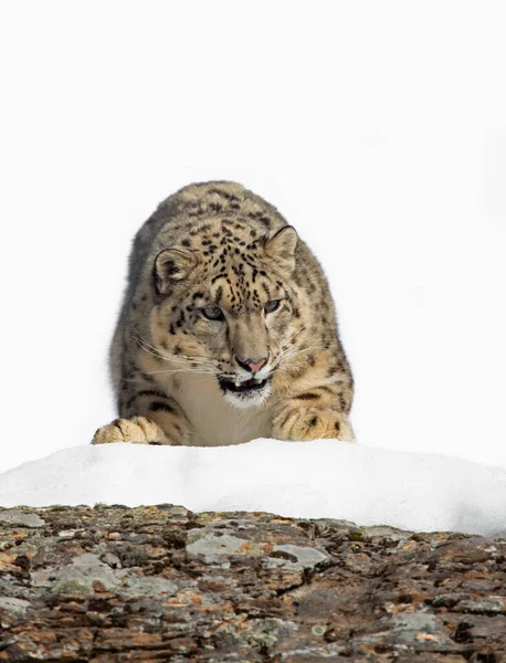 Leopardo Nieve Panthera Uncia Caminando Sobre Acantilado Rocoso Cubierto Nieve — Foto de Stock