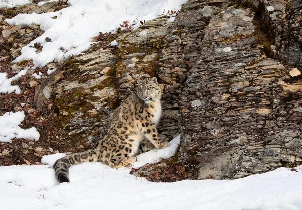 Leopardo Nieve Panthera Uncia Pie Junto Acantilado Rocoso Invierno Montana — Foto de Stock