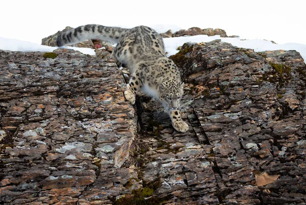 Сніговий Барс Panthera Uncia Йде Сніговій Скелястій Скелі Взимку Монтані — стокове фото