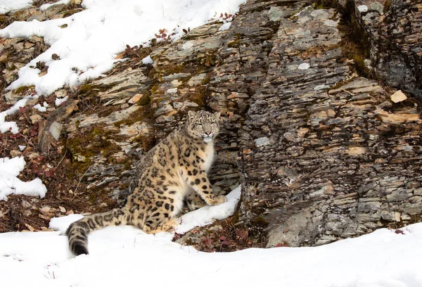 Leopardo Nieve Panthera Uncia Pie Junto Acantilado Rocoso Invierno Montana — Foto de Stock
