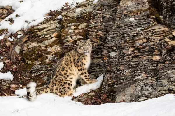 Kar Leoparı Panthera Uncia Kışın Montana Abd Kayalık Bir Uçurumun — Stok fotoğraf
