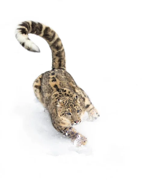 Leopardo Nieve Panthera Uncia Corriendo Través Nieve Invierno Montana — Foto de Stock