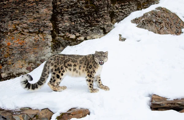 Lampart Śnieżny Panthera Uncia Spacerujący Zimą Skalistym Klifie Pokrytym Śniegiem — Zdjęcie stockowe