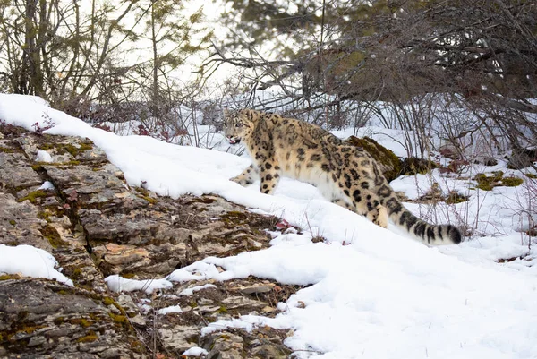 Χιονάτη Λεοπάρδαλη Panthera Uncia Περπάτημα Ένα Χιόνι Καλύπτονται Βραχώδη Γκρεμό — Φωτογραφία Αρχείου