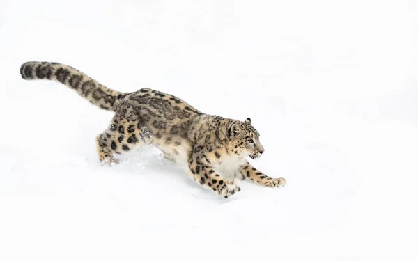 Lampart Śnieżny Panthera Uncia Przebiegający Zimą Przez Śnieg Montanie Usa — Zdjęcie stockowe