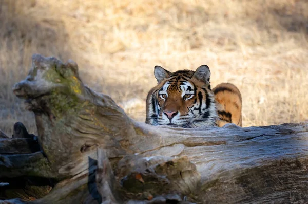 西伯利亚虎 Panthera Tigris Altaica 隐藏在美国蒙大拿州的一根原木后面 — 图库照片