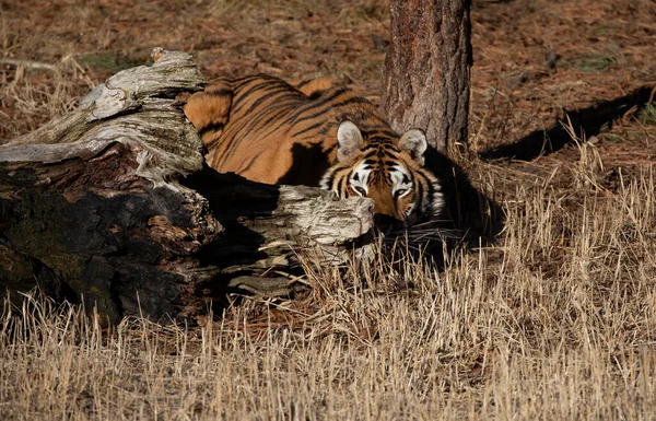 西伯利亚虎 Panthera Tigris Altaica 隐藏在美国蒙大拿州的一根原木后面 — 图库照片