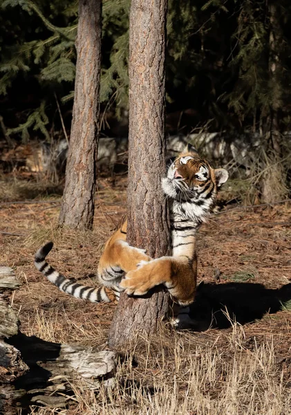 시베리아 호랑이 Panthera Tigris Altaica 몬태나주에 나무를 껴안고 — 스톡 사진