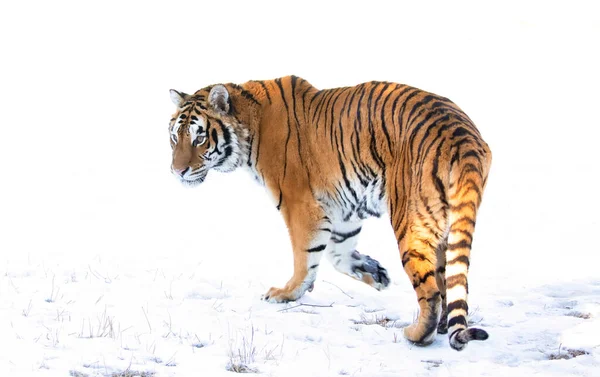 Siberian Tiger Panthera Tigris Altaica Περπάτημα Στο Χιόνι Του Χειμώνα — Φωτογραφία Αρχείου