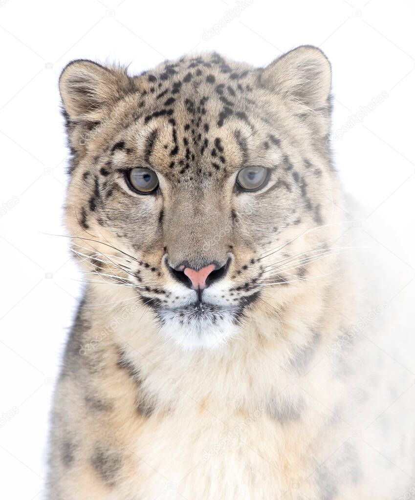 Snow leopard (Panthera uncia) portrait in winter in Montana, USA