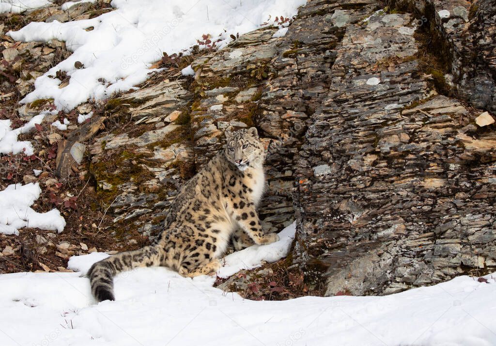 Snow leopard (Panthera uncia) standing by a rocky cliff in winter in Montana, USA
